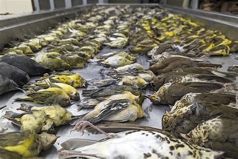 'A carpet of dead birds:' Nearly 1,000 migrating songbirds die after crashing into windows at Chicago exhibition hall